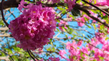 Güzel kır çiçekleri, IPE rosa yerli bitki Brezilya