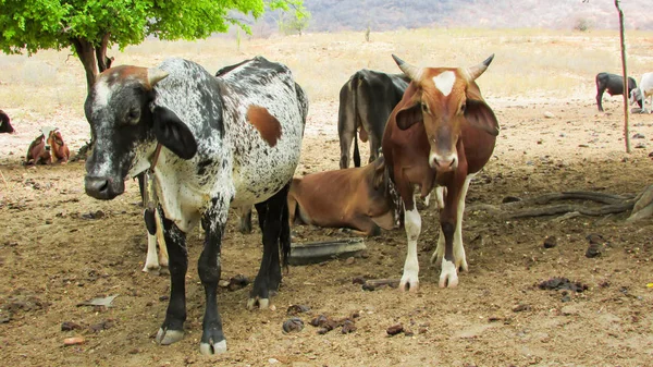 Животноводство Сельскохозяйственной Среде Коровы Волы Северо Востоке Бразилии Среди Caatinga — стоковое фото