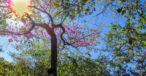 美丽的花色的 Ipe 粉红色在开花的时候 这是巴西的土生土长的树 高贵的木材很常用于木工家具 当弗洛里多靴子美丽的花坛 — 图库照片