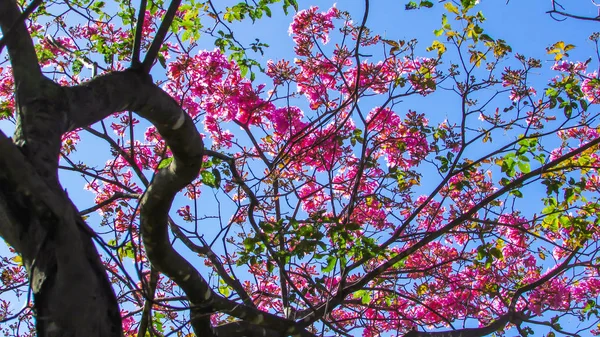 Hermosas Flores Ipe Rosa Momento Floración Este Árbol Nativo Brasil — Foto de Stock