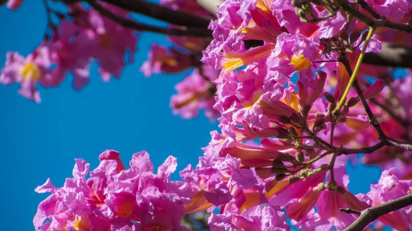 Beautiful Wild Flowers Ipe Rosa Native Plant Brazil — Stock Photo, Image