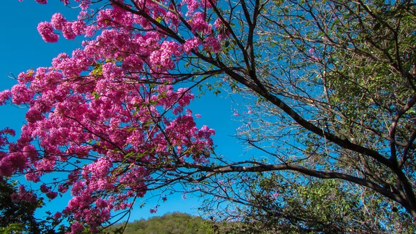 Hermosas Flores Silvestres Ipe Rosa Una Planta Nativa Brasil — Foto de Stock