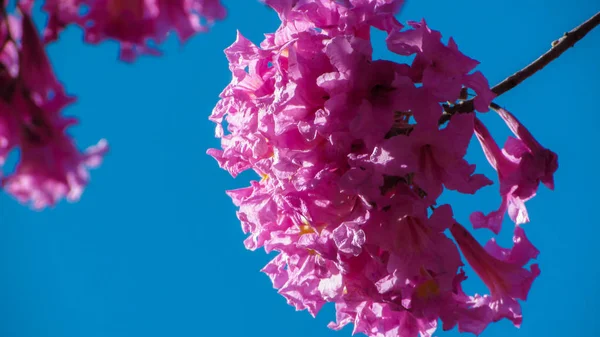 Hermosas Flores Silvestres Ipe Rosa Una Planta Nativa Brasil — Foto de Stock