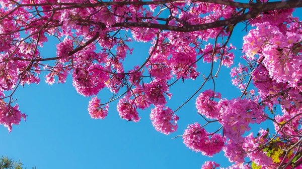 Hermosas Flores Silvestres Ipe Rosa Una Planta Nativa Brasil — Foto de Stock