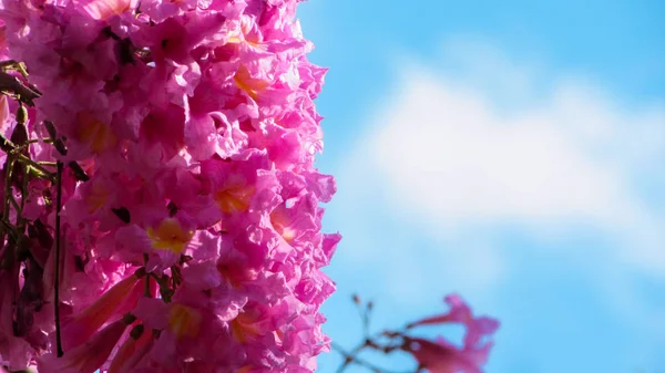 Hermosas Flores Silvestres Ipe Rosa Una Planta Nativa Brasil — Foto de Stock