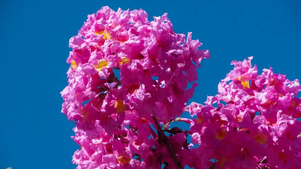 Hermosas Flores Silvestres Ipe Rosa Una Planta Nativa Brasil — Foto de Stock