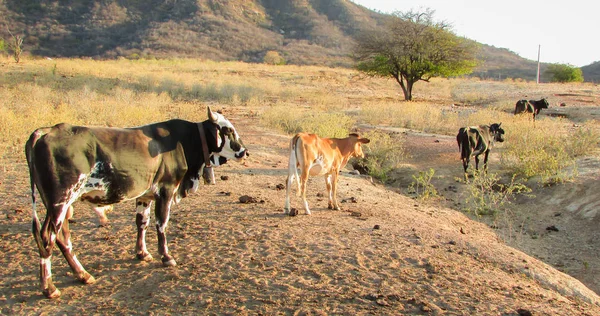 Ganadería Ambiente Agrícola Vacas Bueyes Noreste Brasil Medio Caatinga Fotos de stock