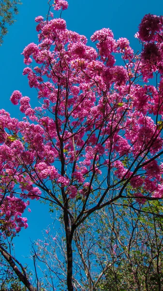 Hermosas Flores Silvestres Ipe Rosa Una Planta Nativa Brasil Fotos de stock libres de derechos