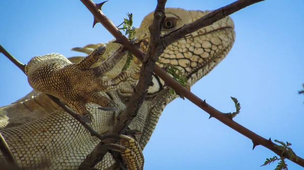 Uma Bela Iguana Grande Lagarto Com Uma Estrutura Robusta Membros — Fotografia de Stock