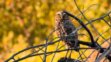 Baykuş turuncu arka plan bulanık yumuşak günbatımı ışık koşullarında