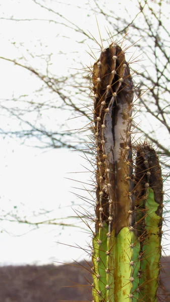 Mandacaru Cactus Avec Une Maladie Qui Sèche Chaque Pourriture Tige — Photo
