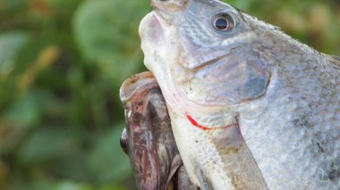 Balık tilapia, tatlı su balık eti yumuşak ve çok lezzetli
