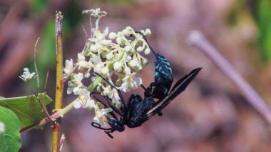 güzel tarantula şahin, büyük bir siyah wasp nektarı, Brezilyalı caatinga beslenirler
