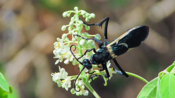 Όμορφη Tarantula Hawk Μια Μεγάλη Μαύρη Σφήκα Τρέφονται Νέκταρ Βραζιλιάνο — Φωτογραφία Αρχείου