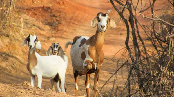 Ziege Mit Jungen Der Trockenen Landschaft Der Brasilianischen Caatinga Roter — Stockfoto