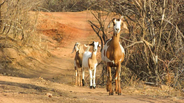 Ziege Mit Jungen Der Trockenen Landschaft Der Brasilianischen Caatinga Roter — Stockfoto