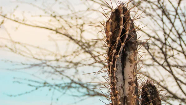 Mandacaru Cactus Disease Dries Every Stem Rot Drying Killing Cacti — Stock Photo, Image
