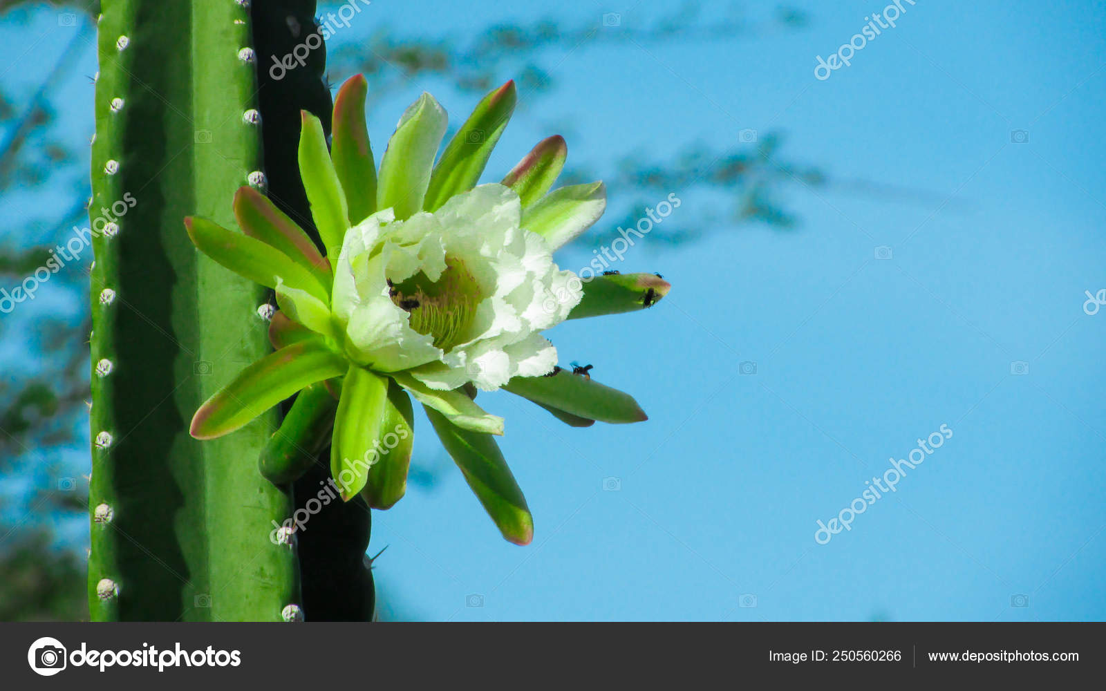 Flor de cacto mandacaru images libres de droit, photos de Flor de cacto  mandacaru | Depositphotos
