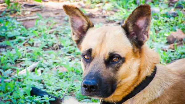 Portret van hond trucs blikjes met groen gras achtergrond — Stockfoto