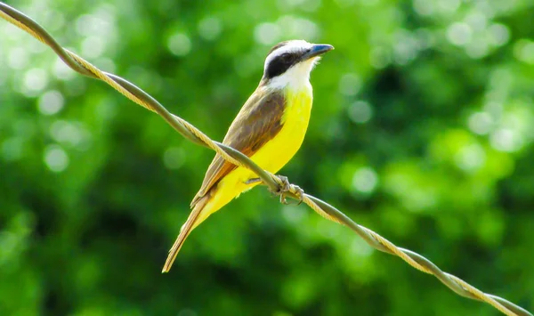 Vogel, ich sah dich auf dem Stromkabel. — Stockfoto