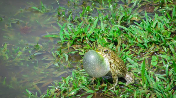 Frog in mating ritual with his chat full of air — Stock Photo, Image