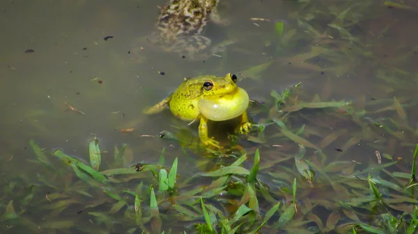 北西部の冬の繁殖季節で黄色のヒキガエル — ストック写真