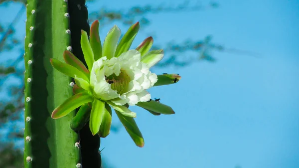 Bela flor de cacto mandacaru pré-aberto Imagem De Stock