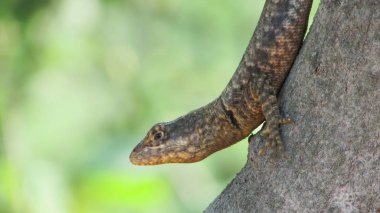 arka plan baş aşağı yeşil kertenkele