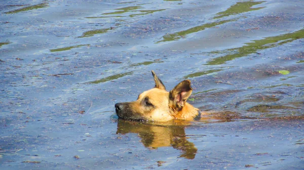 Porträt von Hundetricks Dosen mit grünem Gras Hintergrund — Stockfoto