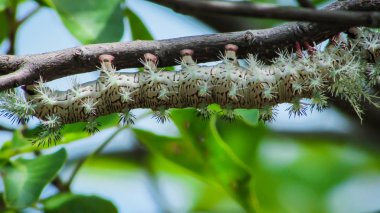 güzel tırtıl, ama bu renkli sesi ile çok tehlikeli