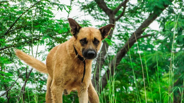 Dog canines amid the landscape of waterfalls, naural green backg — Stock Photo, Image