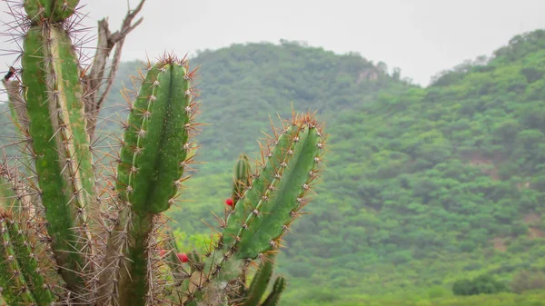 Beaux cactus mandacaru avec ses fruits succulents, composés de — Photo