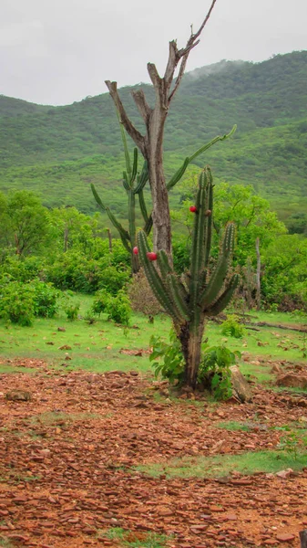 Gyönyörű mandacaru kaktuszok annak zamatos gyümölcsök, tagjai — Stock Fotó