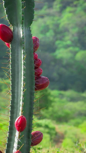 美丽的曼达卡鲁仙人掌，其多汁的水果，由 — 图库照片