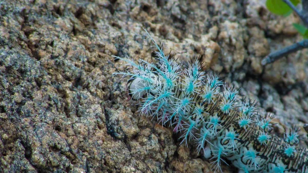 Hermosa oruga, pero muy peligroso con este tono de color —  Fotos de Stock