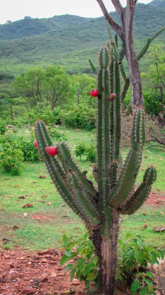 Belo mandacaru cactos com seus frutos suculentos, composto por Imagens Royalty-Free