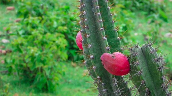 Hermosos cactus mandacaru con sus frutos suculentos, compuestos de Fotos de stock libres de derechos