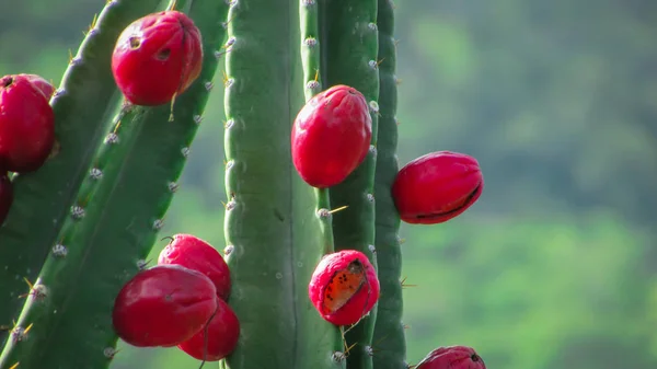 Hermosos cactus mandacaru con sus frutos suculentos, compuestos de Imagen de stock