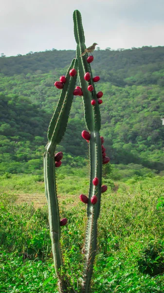 Belo mandacaru cactos com seus frutos suculentos, composto por Fotografia De Stock