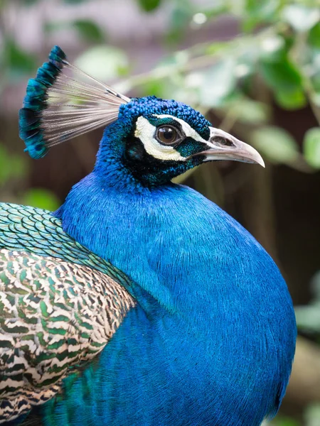 Retrato de pavo real — Foto de Stock