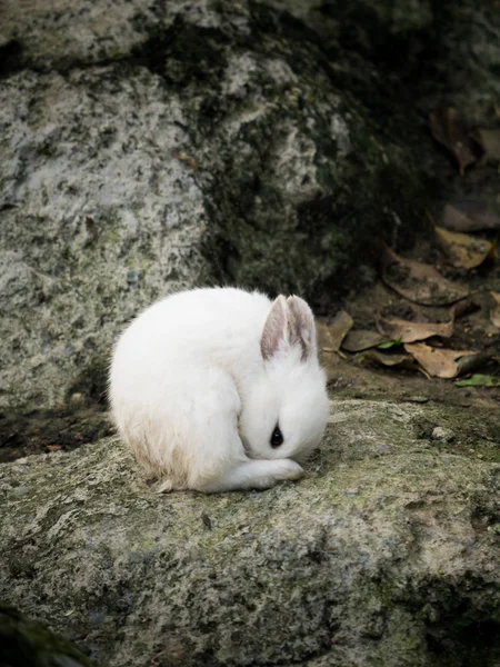 白色可爱的小兔子 — 图库照片