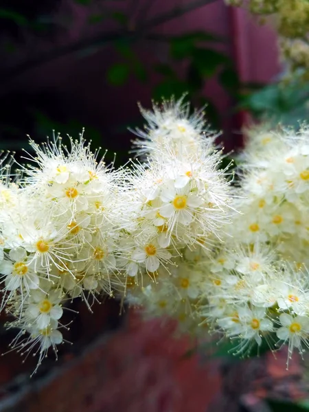 Närbild Vit Sorbarias Sorbifolia Falska Spirea Blomma Framför Suddiga Röda — Stockfoto