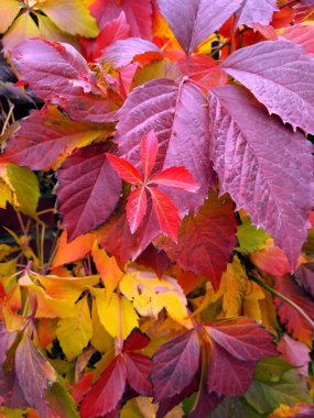 Parlak kırmızı Parthenocissus yapraklar sonbaharda