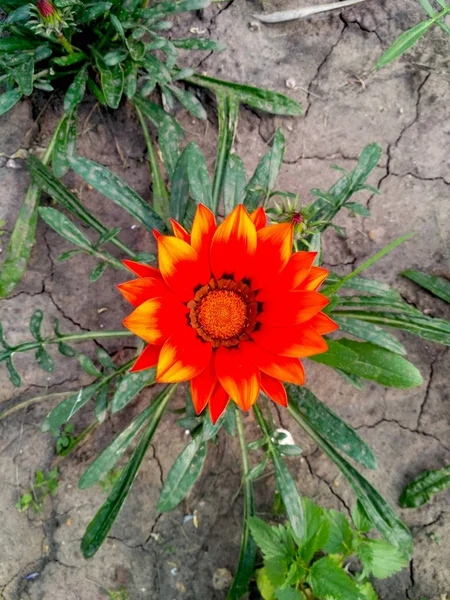 Rote Und Orange Gazania Rigens Blume Mit Schmutzigen Blättern Auf — Stockfoto