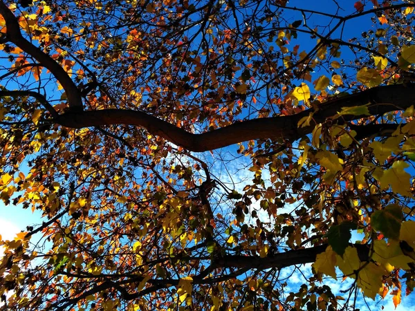 枫叶枝与黄色叶子对蓝天 — 图库照片