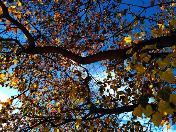 Branches Érable Avec Feuilles Jaunes Contre Ciel Bleu — Photo