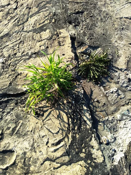 Grüne Pflanzen Wachsen Auf Einer Zementoberfläche Mit Geschmolzenem Teer — Stockfoto