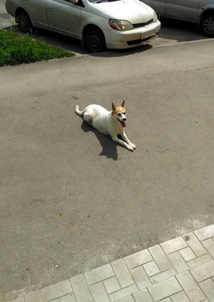 White Stray Dog Brown Head Ears Lying Middle Road Cars — Stock Photo, Image