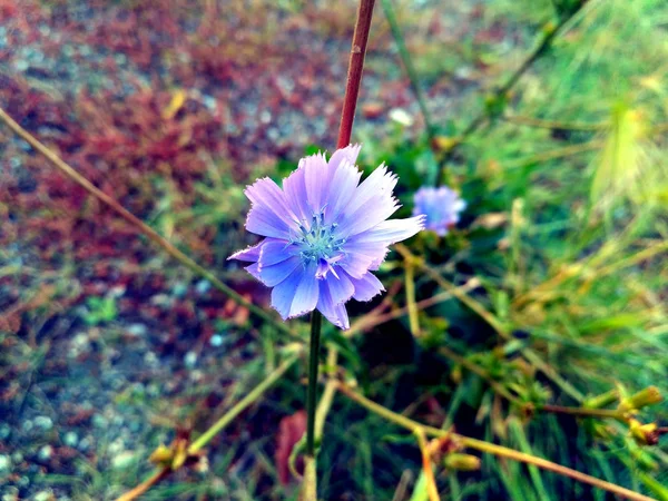 Primer Plano Una Flor Achicoria Cichorium Intybus Sobre Fondo Colorido — Foto de Stock