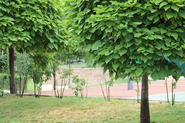 Деревья Зелеными Листьями — стоковое фото